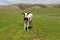 A single cow out standing in a green grassy field with mountains in the background