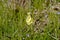 Single cowslip primula on spring meadow