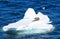 Single Crab Eating Seal Resting on Iceberg, Antarctic Ocean.