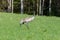 Single crane bird walking on a green grass field