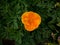Single creased California poppy flower
