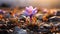 A single Crocus purple flower closeup