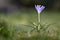 Single Crocus tommasinianus flower