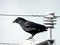 A single crow perched atop a pole