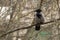 Single crow sits on a tree branch and looks to the left. Bird in the city