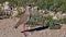 Single crowned lapwing bird with brown, black and white plumage and red beak in Etosha National Park, Namibia.