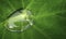 Single, crystal clear, water drop on a green colocasia leaf.