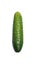 Single cucumber on white