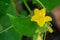 Single cucumber yellow flower on green leaf