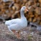 Single curious goose on a farm