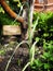 A single curly garlic stem in a garden