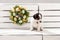 Single cute puppy dogs jack russell terrier composition, studio