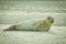 A single cute young seal laying at the beach