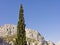 Single cypress in mountains in Croatia