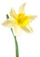 Single daffodil