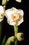 Single daffodil bloom on black background