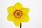 A single daffodil bloom on display in the Junior School section of the annual Spring Festival held in Barnett`s Demesne Belfast N