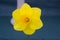 A single daffodil bloom on display in the Junior School section of the annual Spring Festival held in Barnett`s Demesne Belfast N