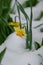 Single daffodil cover in snow by a freak spring snow storm