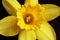 Single Daffodil flower on a black background close up