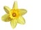 Single Daffodil flower on a white background