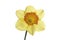 Single daffodil isolated