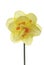 Single daffodil isolated 2