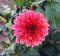 Single Dahlia with bright pink blossom `Vista Minnie` variety