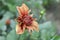 Single dahlia flower