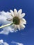 Single daisy against a vivid blue sky