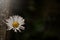 single daisy blossom beneath weathered stone kerb in dark thoughtful light mood