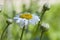 Single daisy flower alone, aged