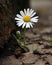 A single daisy growing from a crack in the ground its sweet smile a reminder of a hope that still lives on. Abandoned