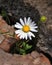 A single daisy growing from a crack in the ground its sweet smile a reminder of a hope that still lives on. Abandoned