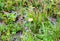 A single Daisy grows in the summer in the grass in a clearing