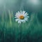 Single Daisy in Soft Focus Background