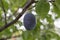 Single Damson Plum on plum tree