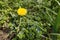 Single dandelion above grey field speedwell