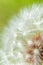 A Single Dandelion Blossoms in the Meadow