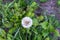 A single dandelion on the bon in the meadow. A fluffy dandelion on a green plants background for post, screensaver