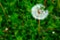 A single dandelion on the bones on the blurred green grass. A fluffy dandelion on a green background for post