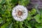 A single dandelion on the bones on the blurred green grass. A fluffy dandelion on a green background for post