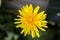 A single Dandelion in closeup