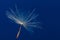 Single dandelion floating against the blue sky