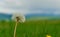 Single Dandelion flower