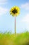 Single dandelion flower and grass close-up