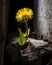 A single dandelion the only living thing growing in a crevice in an abandoned tank the sun glistening off its petals