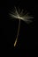 Single dandelion seed