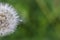 Single dandelion seed attached to the dandelion head