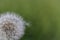 Single dandelion seed attached to the dandelion head